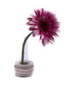 Single Flower Vase