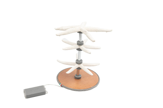 Starfishs - Lamp/Bijoux holder