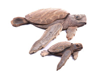  Beach Wood Turtle - Large